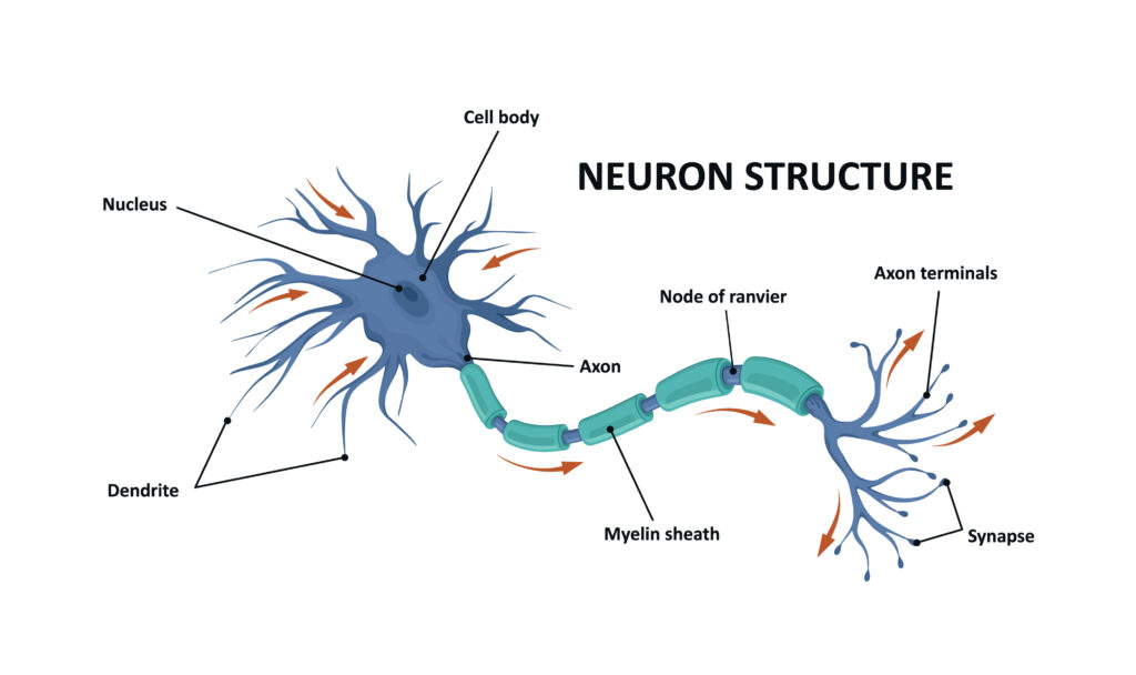 biologiczny neuron